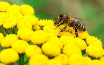 Visit from local Beekeeper Tom Starr